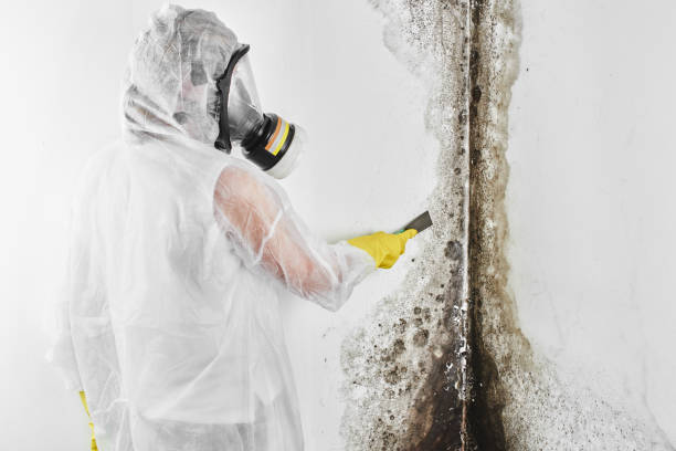 Mold Testing and Removal in Trenton, OH