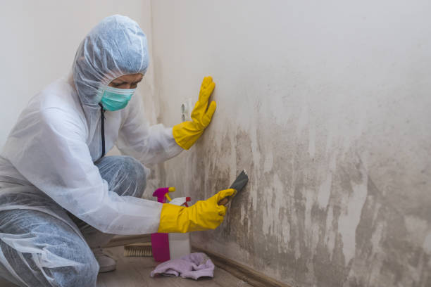 Best Mold Damage Repair  in Trenton, OH