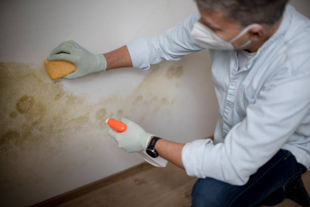 Best Local Mold Removal Service  in Trenton, OH