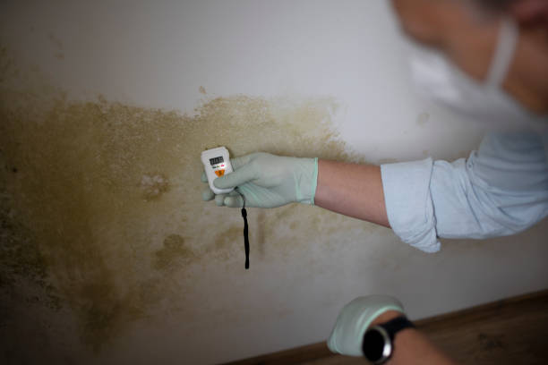 Best Same-Day Mold Removal  in Trenton, OH