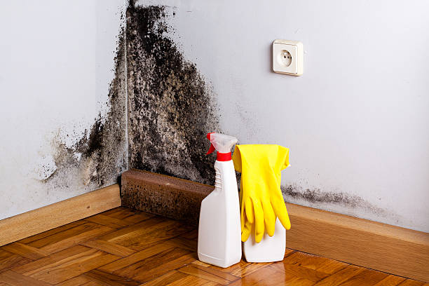 Best Water Damage Restoration  in Trenton, OH
