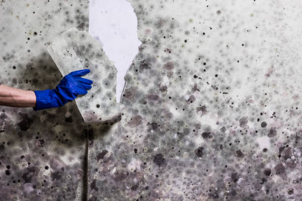 Best Home Mold Removal  in Trenton, OH
